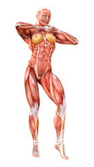 3D Rendering Female Anatomy Figure on White