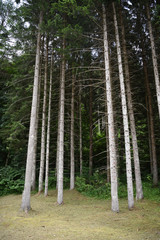 alberi foresta bosco 