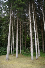 Obraz premium alberi foresta bosco 