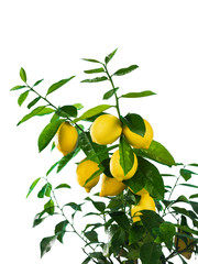 Lemon branch with fruits on white background