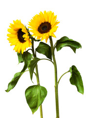 Sunflower flower on white background