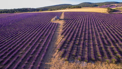 Naklejka na ściany i meble Vue aérienne sur le champ de lavande. Provence, Ferrassières, France.
