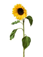 Sunflower flower on white background