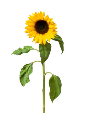 Sunflower flower on white background