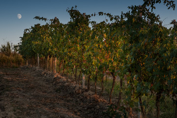 Peccioli, Pisa, Tuscany - Countryside landscape
