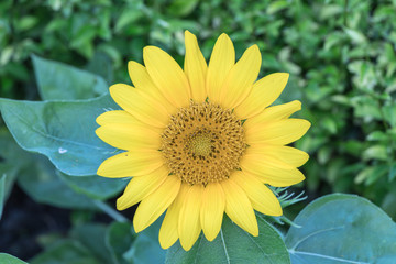 Close up Helianthus flower or sunflower.Sunny smile sunflower.