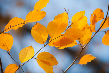 autumn leaves on blue sky