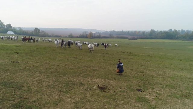 Woman taking photos of horse herd in Croatia, aerial rising shot.