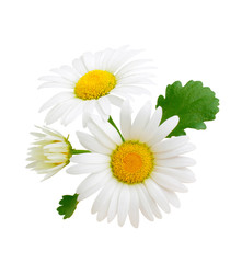 Chamomile flowers composition isolated on white background as package design element