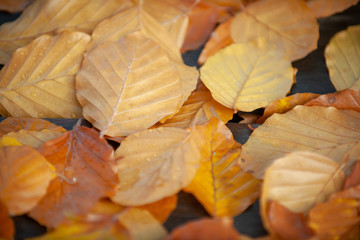autumn leaves background