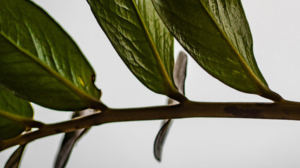 Juicy green leaves on white background