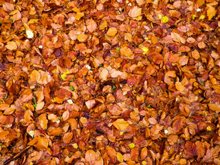 Golden autumnal leaves as nature background.