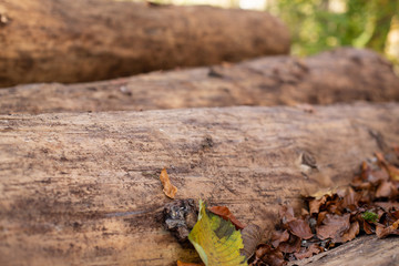 Logs of trees - chopped tree trunks. Close-up. Background