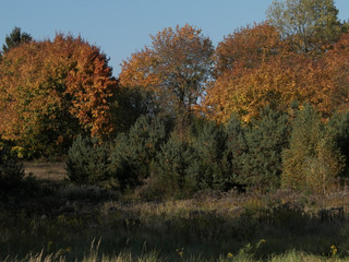 Obraz premium Autumnal forest in sunny day, Poland.