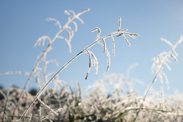 Frost on grass and blue sky