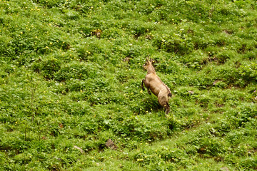 Fototapeta premium Alpengämse flieht über die Almweide