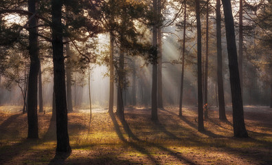 Walk in the autumn forest. Autumn colors. Sun rays.