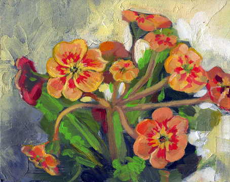 Primula