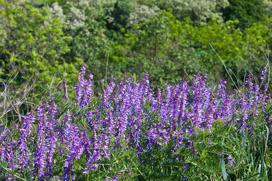 Fototapeta Flowering meadow with purple flowers vetch