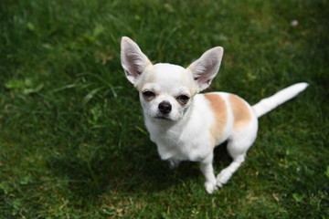 chihuahua 