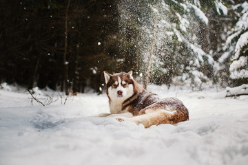 Siberian husky and winter