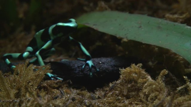 Blue poison dart frog / blue poison arrow frog with bright blue, turquoise and black stripes found in forests sitting on brown sticks, soil and lush green leafy plants in a marine sea life aquarium