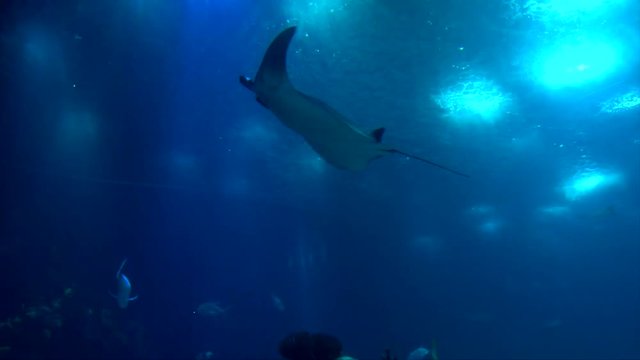 A majestic devil ray from the mobulidae family gliding through the open, fresh, deep blue water of a marine environment in the open ocean or in a aquarium tank with schools of fish swimming around