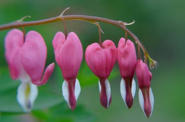 bleeding heart close-up.