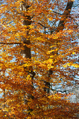 Obraz premium autumn leaves background