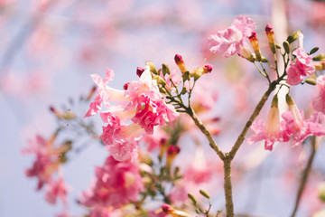 Fototapeta na wymiar Pink tabebuia rosea blossom cherry flowers in the summer of thailand