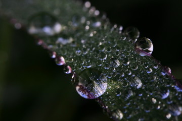 various grain sizes of dew on a leaf with dark background