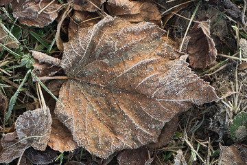 fallen leaves covered with hoarfrost