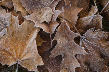 fallen leaves covered with hoarfrost