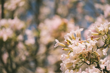 Pink tabebuia rosea blossom cherry flowers in the summer of thailand
