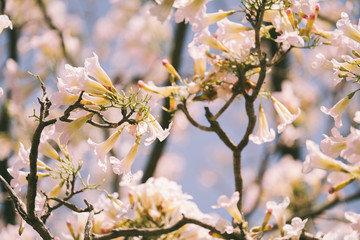 Pink tabebuia rosea blossom cherry flowers in the summer of thailand