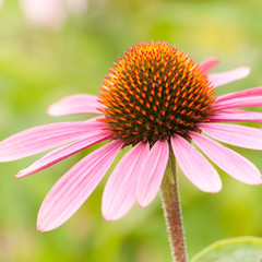 beautiful bright flower of echinacea in a summer park or garden