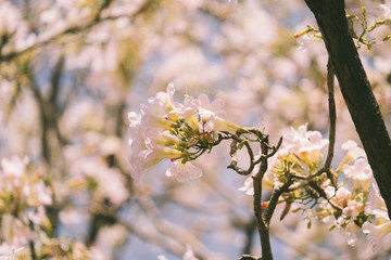 Pink tabebuia rosea blossom cherry flowers in the summer of thailand
