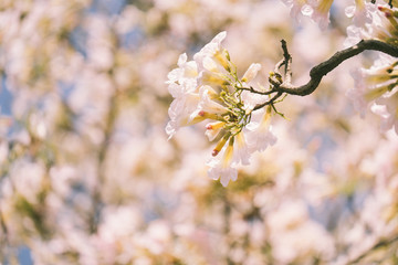 Pink tabebuia rosea blossom cherry flowers in the summer of thailand