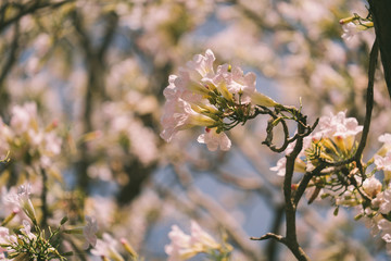 Pink tabebuia rosea blossom cherry flowers in the summer of thailand