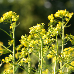 bright beautiful flowers of a sverbig blossoming in a summer solar field or on a meadow