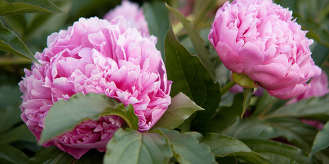 beautiful velvet pink peonies blooming in the park or in the garden