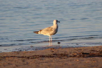 seagull on beach