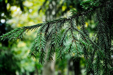 Obraz premium branch of a tree