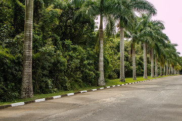 Obraz premium Palmerias imperial