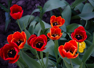 bouquet of red tulips