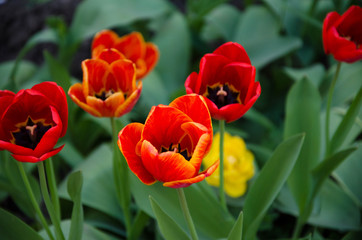 red tulips in the garden