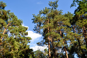 tree and blue sky