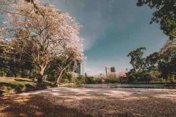 Pink tabebuia rosea blossom cherry flowers fall in the river at Suan Rod Fire, Bangkok, Thailand