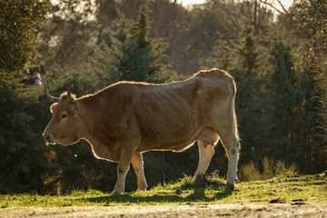 Brown and white cow rimmed by sunlight in a wooded area