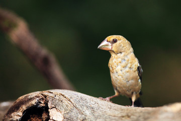 The hawfinch (Coccothraustes coccothraustes) sitting at a drinker.Juvenile color passerine near water.